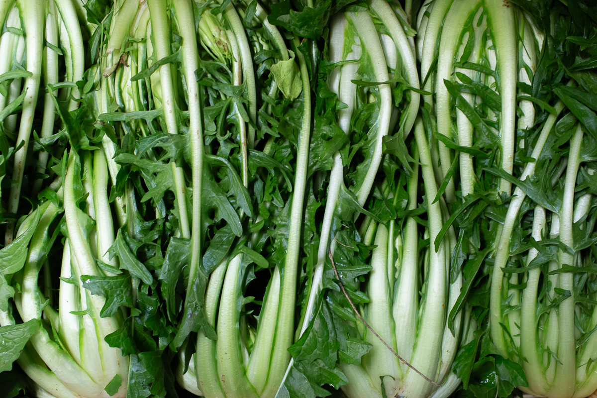 Puntarelle