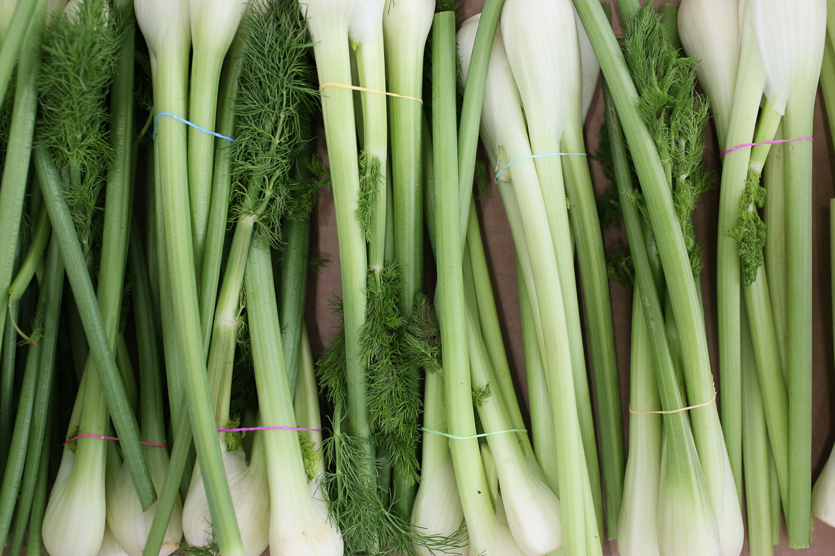 Baby fennel