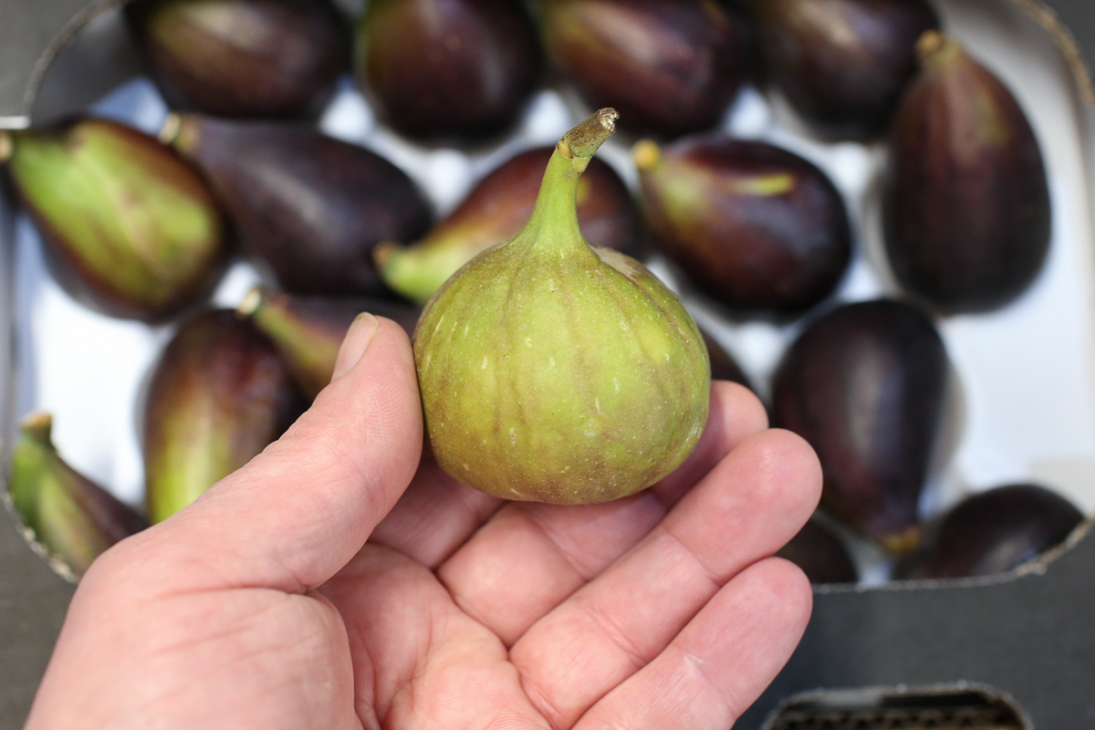 Figs