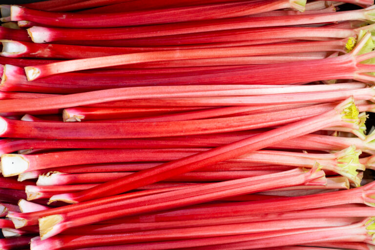 Yorkshire forced rhubarb