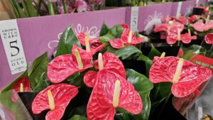 Anthurium orchids, available from Quality Plants at New Covent Garden Market, make a great Valentine's Day gift