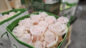 A bunch of pink roses, a perfect Valentine's Day gift, available from Green & Bloom at New Covent Garden Market