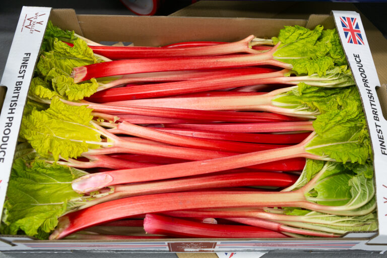 Yorkshire forced rhubarb