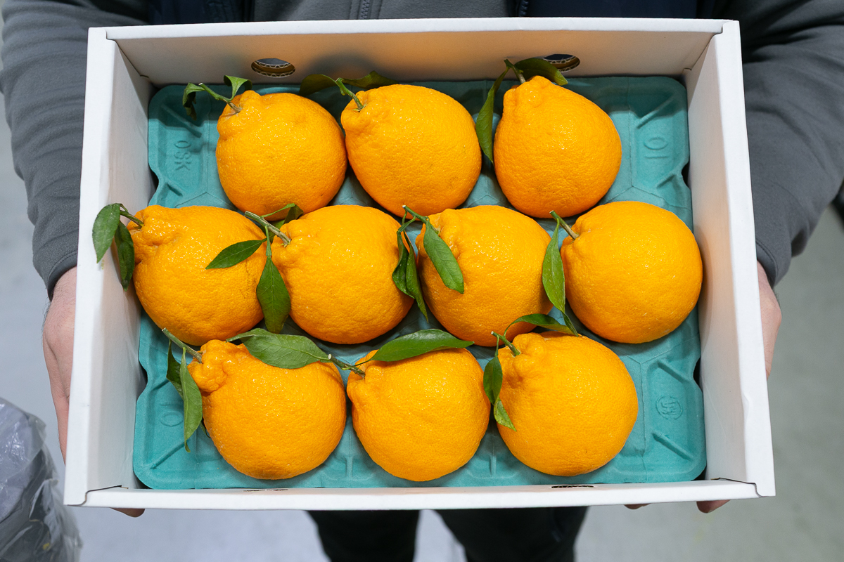 Sumo citrus