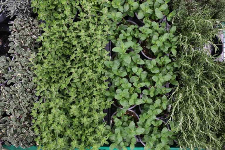Herb plants