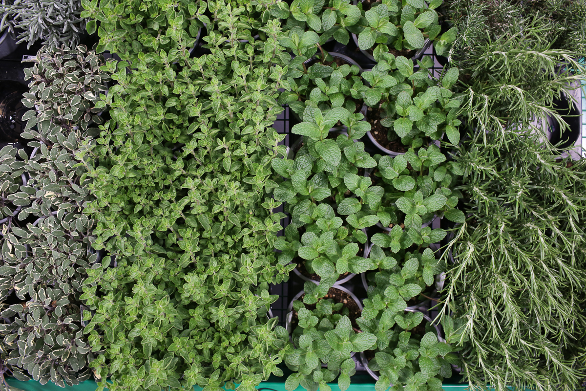 Herb plants