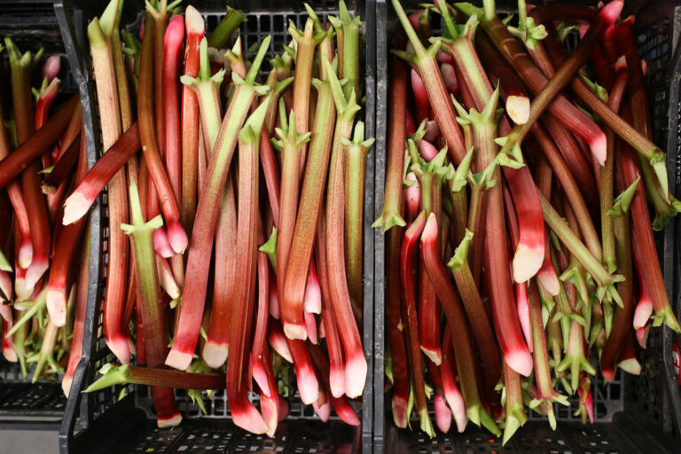 Outdoor rhubarb