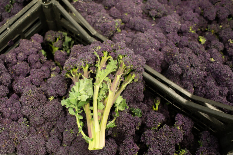 Purple sprouting broccoli