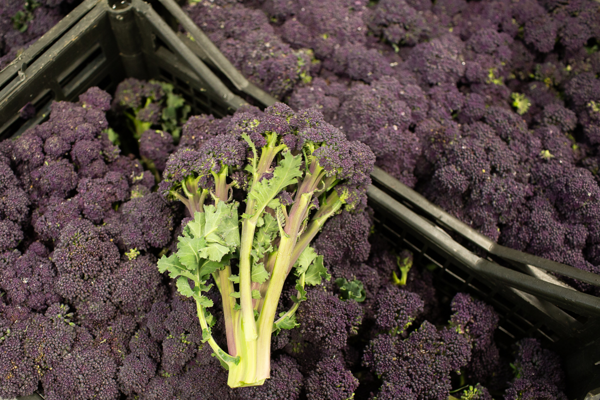 Purple sprouting broccoli