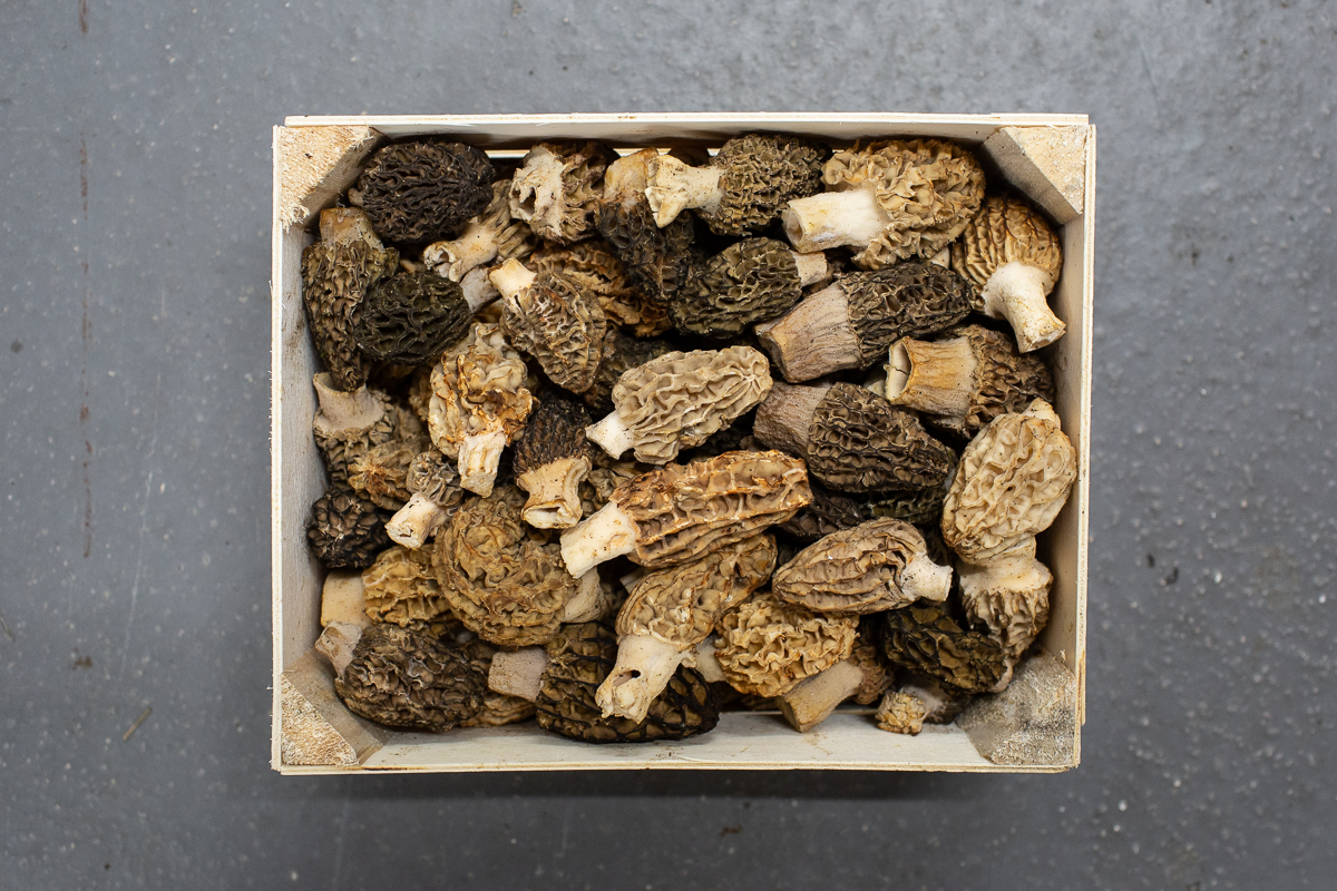 Morel mushrooms