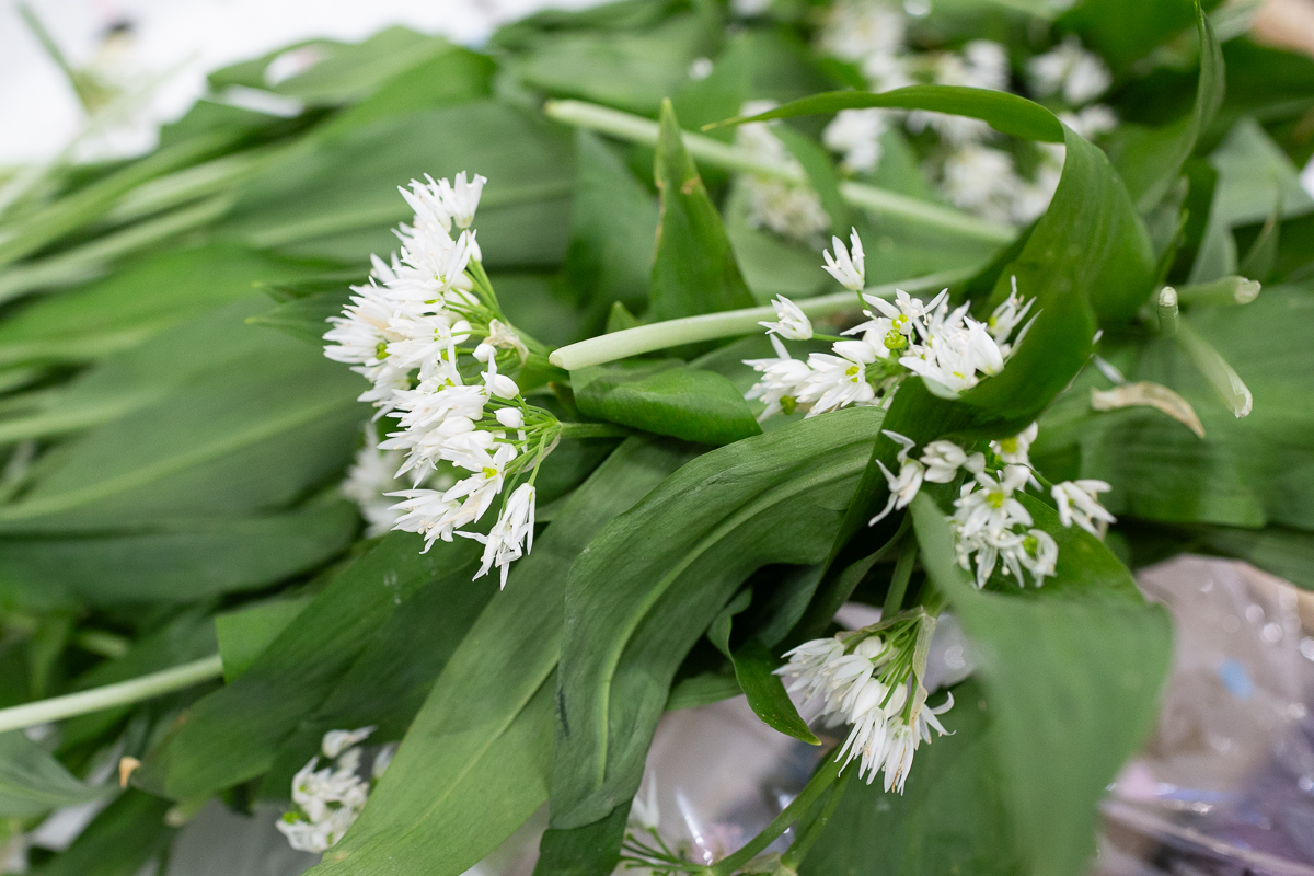 Wild garlic