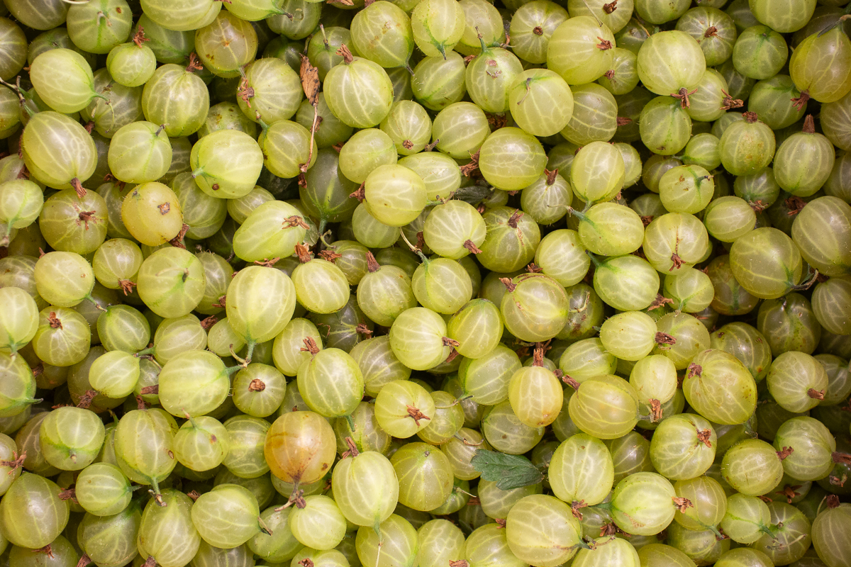 Gooseberries