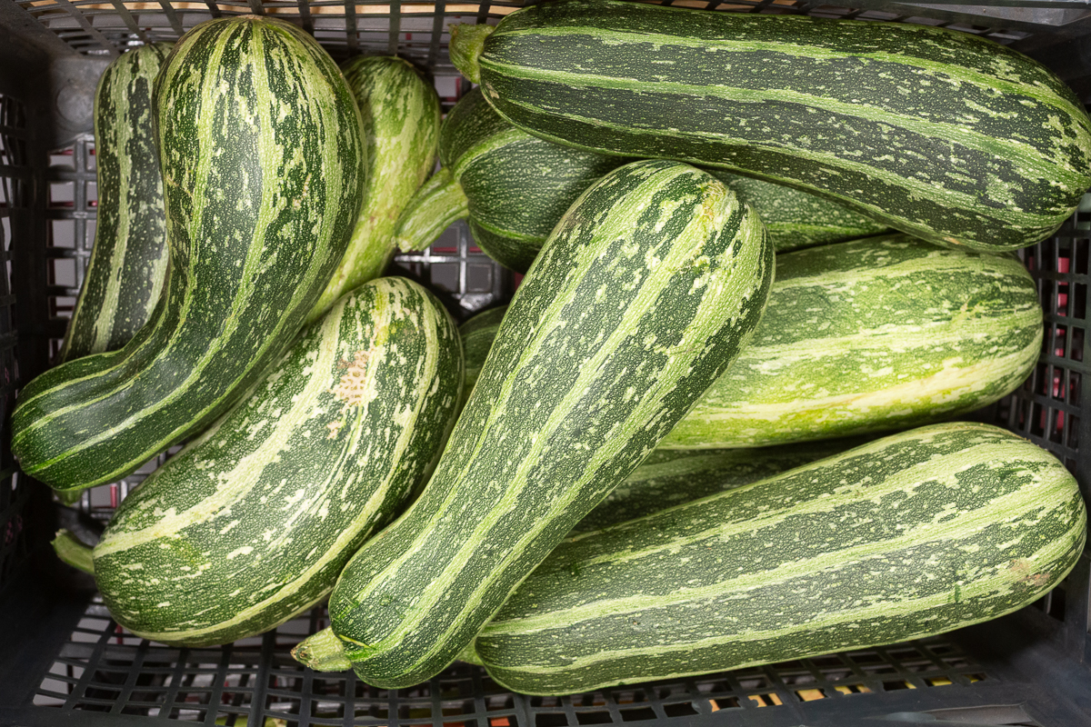 Marrows