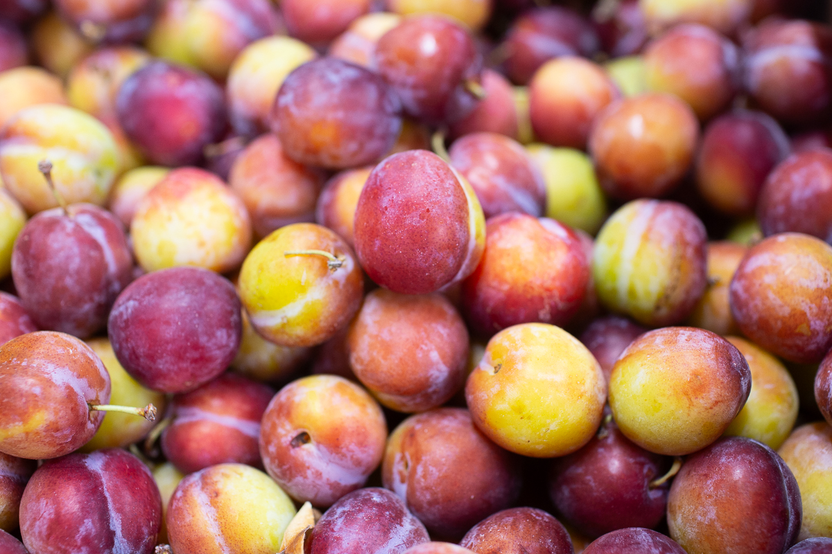 Opal plums
