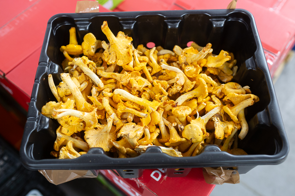 Scottish girolle