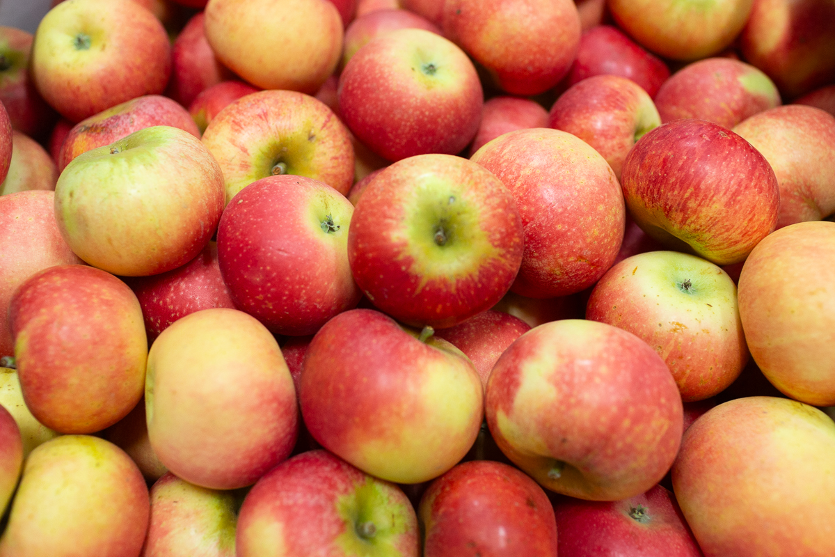 Discovery apples