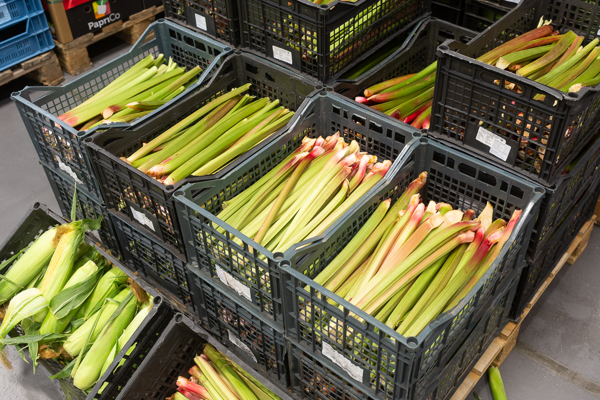 Outdoor rhubarb