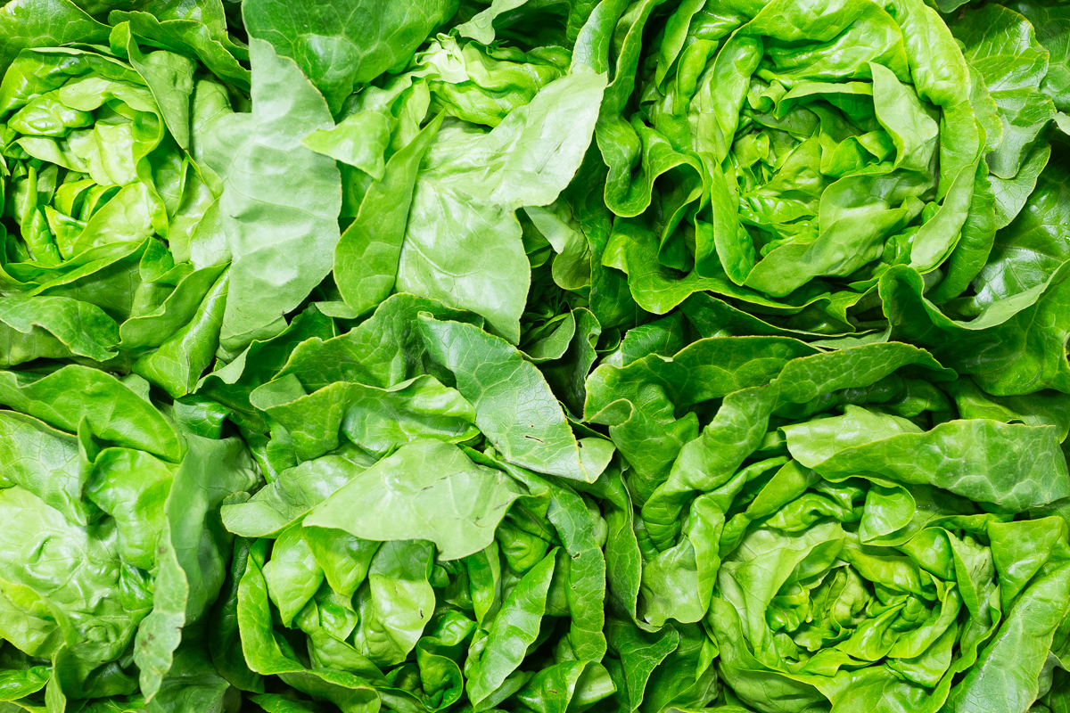 Butterhead leetuce