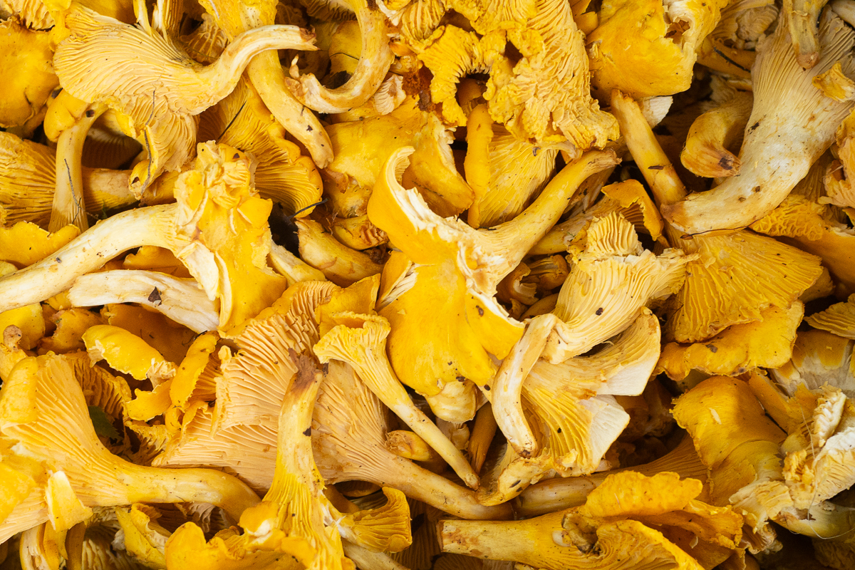 Scottish girolle