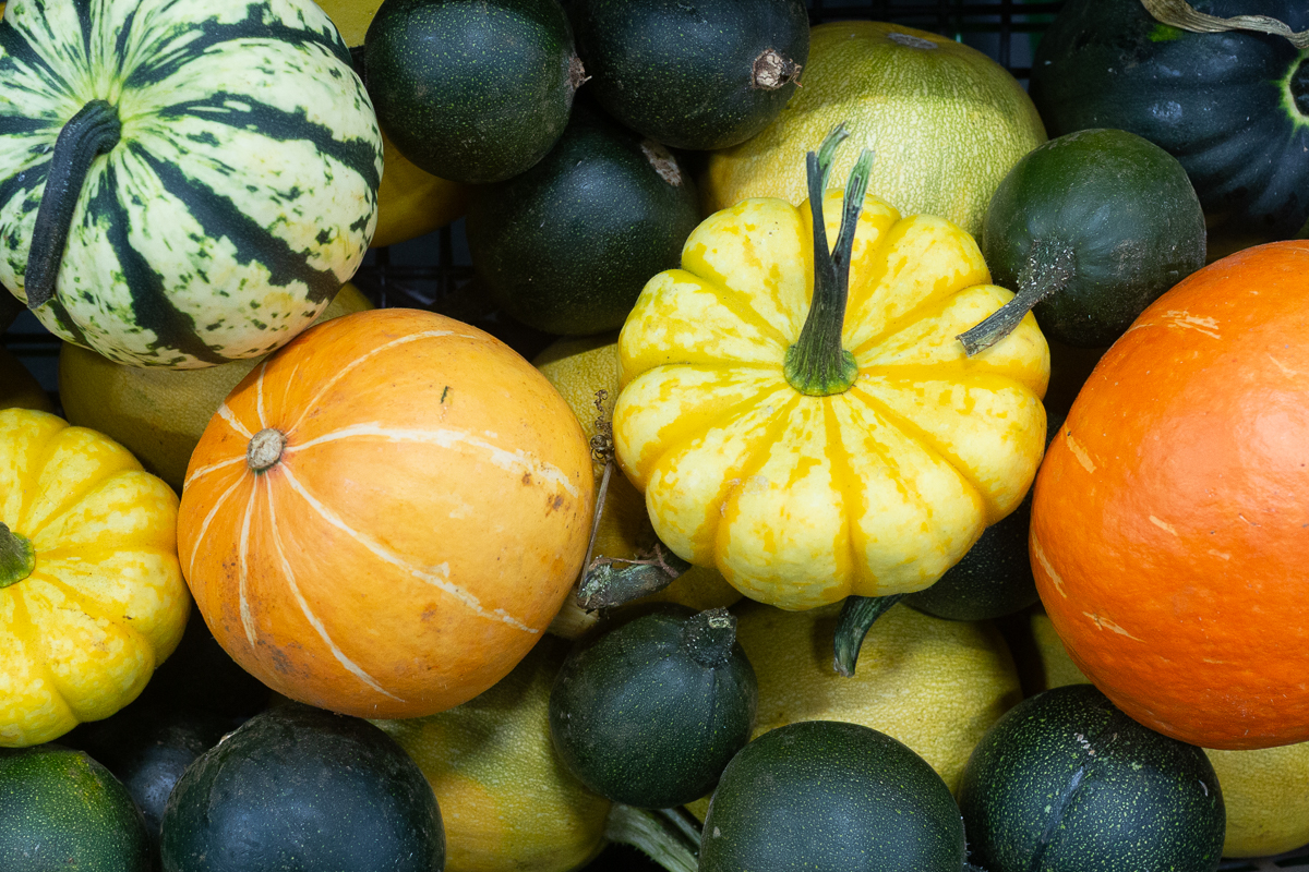 A variety of squashes