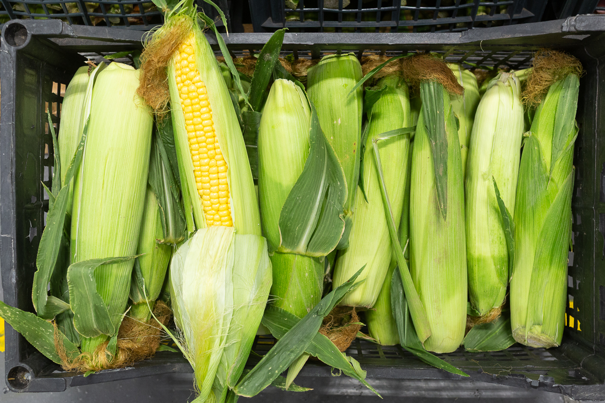 Corn on the cob