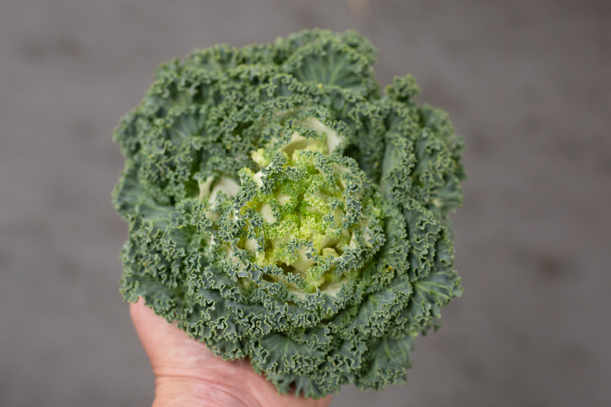 Variegated kale