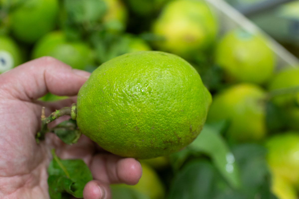 Verdello lemons