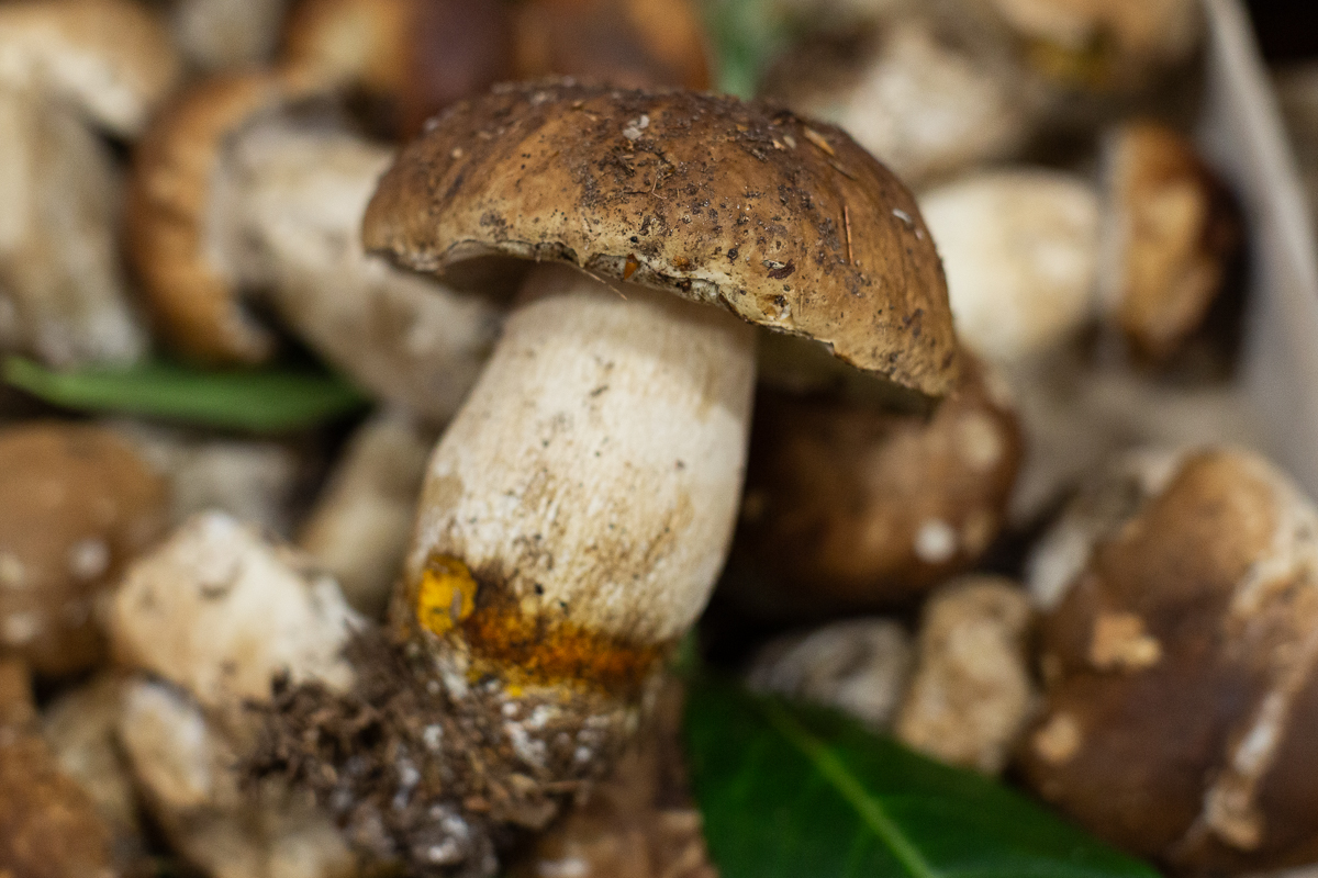 Cep mushrooms