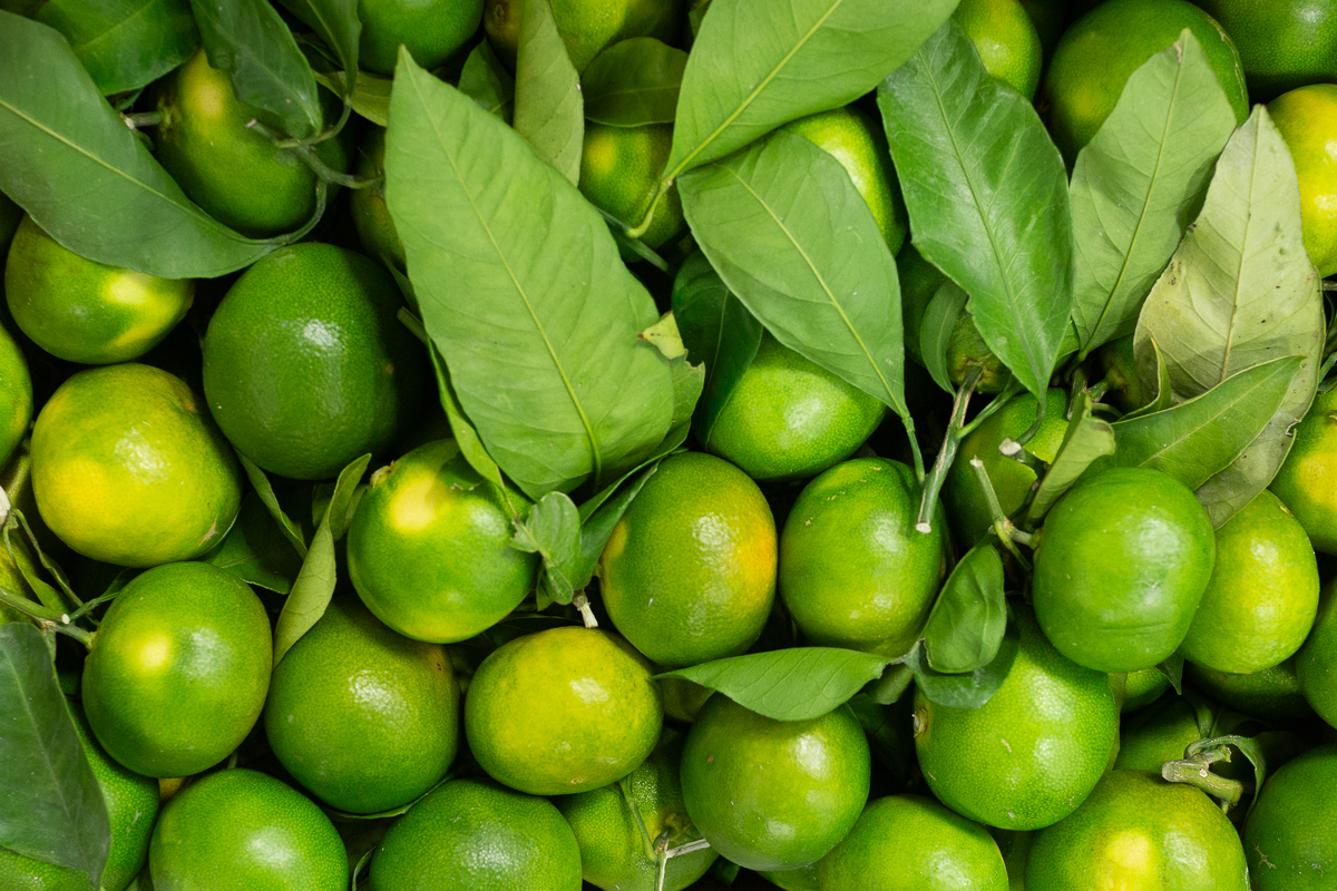 Miyagawa clementines