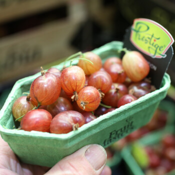 Red gooseberries