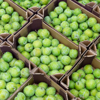 Greengages at New covent Garden Market